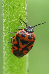 <i>Eurydema ornata</i>