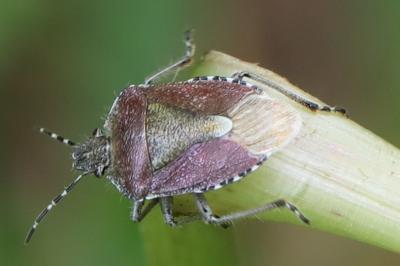 <i>Dolycoris baccarum</i>