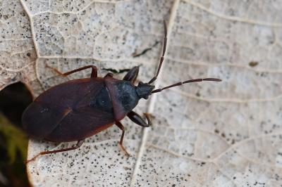 <i>Gastrodes grossipes</i>