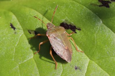 <i>Palomena prasina</i>