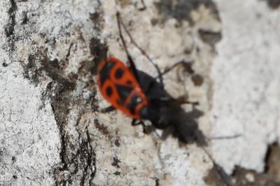 <i>Pyrrhocoris apterus</i>