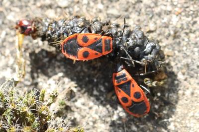 <i>Pyrrhocoris apterus</i>