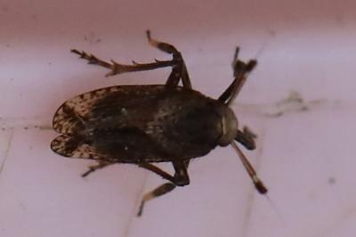 <i>Asiraca clavicornis</i>