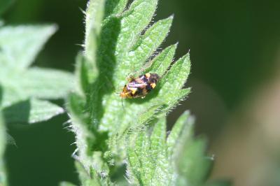 <i>Liocoris tripustulatus</i>