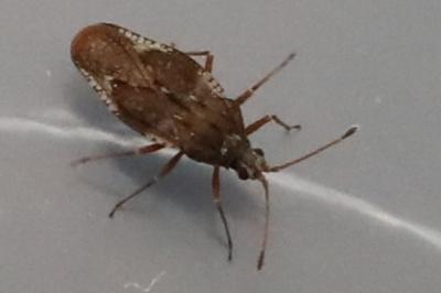 Physatocheila dumetorum