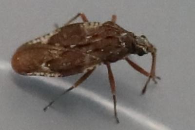 Physatocheila dumetorum