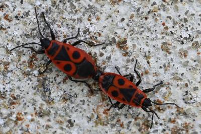 <i>Pyrrhocoris apterus</i>