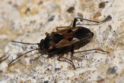 <i>Rhyparochromus vulgaris</i>
