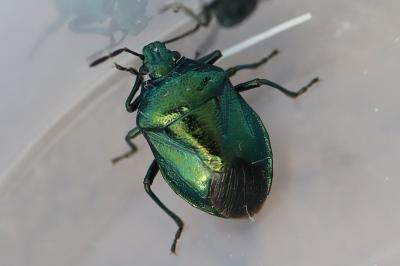 Zicrona caerulea