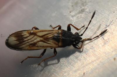 <i>Ischnodemus sabuleti</i>