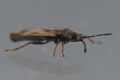 Ischnodemus sabuleti
