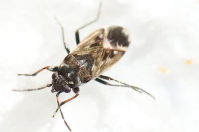 Peritrechus lundii