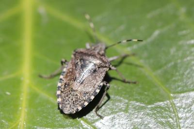 <i>Rhaphigaster nebulosa</i>