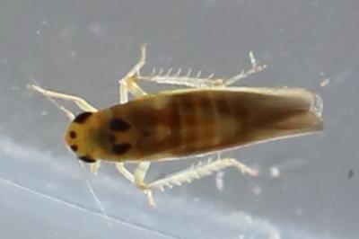 <i>Arboridia</i>