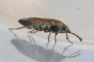 <i>Megalonotus emarginatus</i>