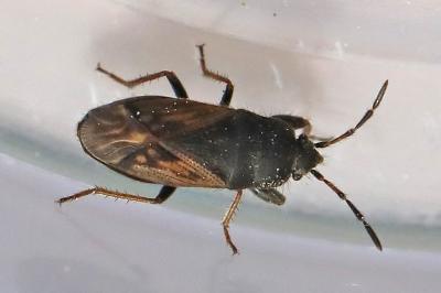 <i>Megalonotus emarginatus</i>