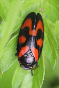 <i>Cercopis vulnerata</i>