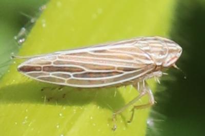 <i>Mocydia crocea</i>