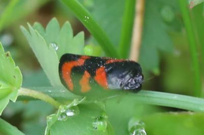 <i>Cercopis vulnerata</i>