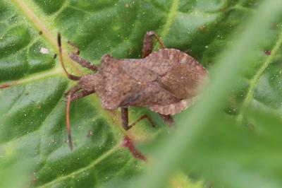 <i>Coreus marginatus</i>
