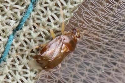 <i>Deraeocoris lutescens</i>