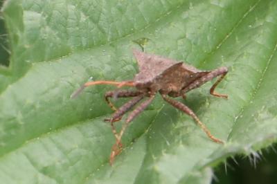 <i>Coreus marginatus</i>