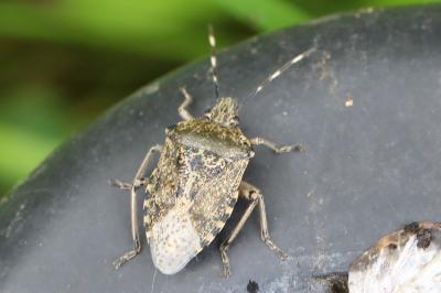 <i>Rhaphigaster nebulosa</i>