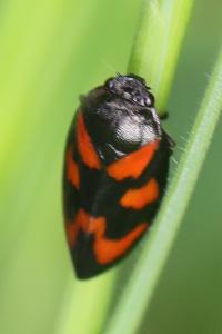 <i>Cercopis vulnerata</i>