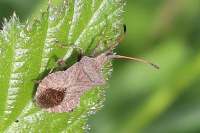 <i>Coreus marginatus</i>