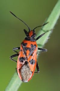 <i>Corizus hyoscyami</i>