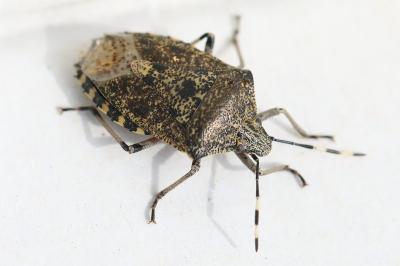 <i>Rhaphigaster nebulosa</i>