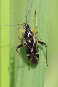 <i>Harpocera thoracica</i>