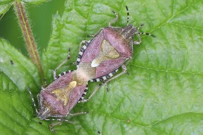 <i>Dolycoris baccarum</i>