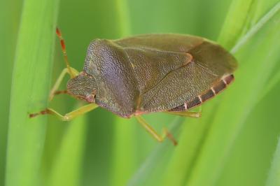 Palomena prasina