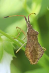 <i>Syromastus rhombeus</i>