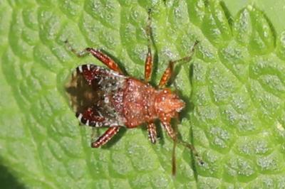 <i>Rhopalus subrufus</i>