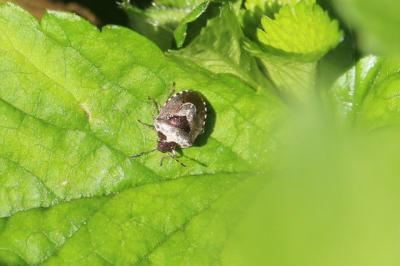 <i>Stagonomus venustissimus</i>