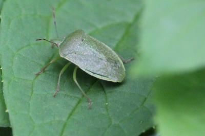 <i>Nezara viridula</i>