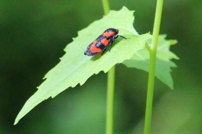 <i>Cercopis vulnerata</i>