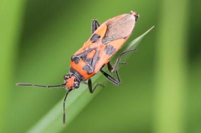 <i>Corizus hyoscyami</i>