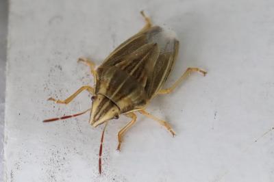 <i>Aelia acuminata</i>