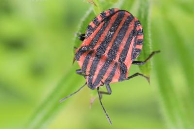 <i>Graphosoma italicum</i>