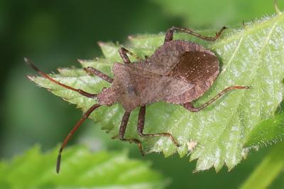 <i>Coreus marginatus</i>
