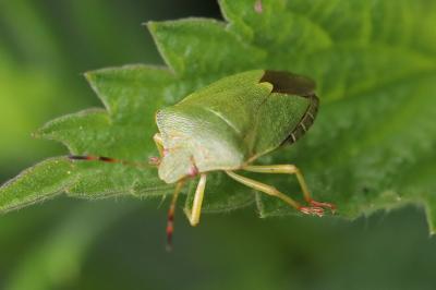 Palomena prasina