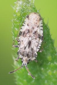 <i>Tingis cardui</i>