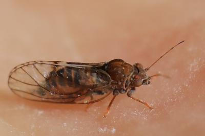 <i>Cacopsylla</i>