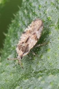 <i>Tingis cardui</i>