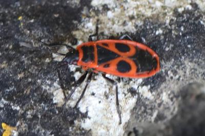 <i>Pyrrhocoris apterus</i>
