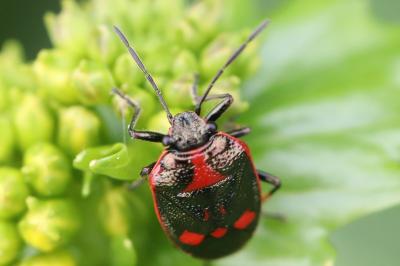 <i>Eurydema oleracea</i>