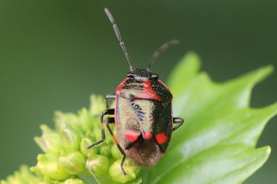 <i>Eurydema oleracea</i>